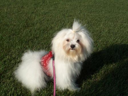 best dog harness for long haired dogs